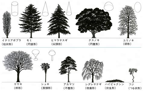 樹型種類|樹木の樹形のはなし（1）樹木が本来持っている自然。